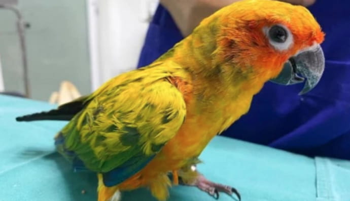 Папуга з'їв діаманти з намиста господарки