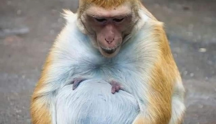 Вагітні тварини