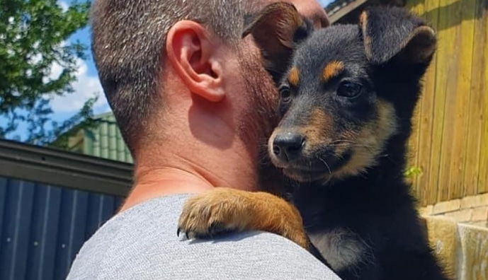 Щеня Лавина шукає новий дім