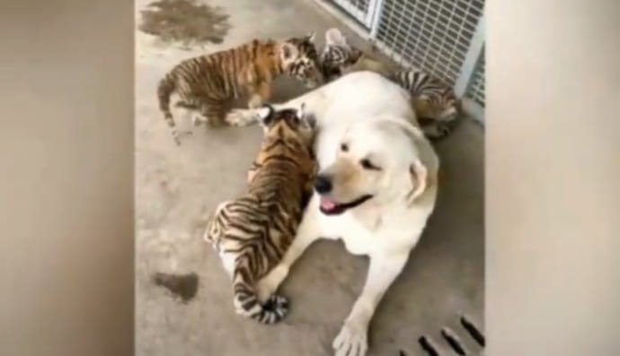 Собака всиновила тигренят