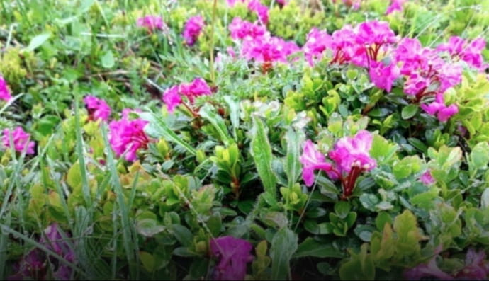 Червона рута