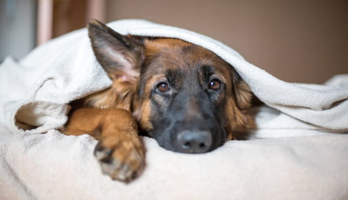 Німецька вівчарка