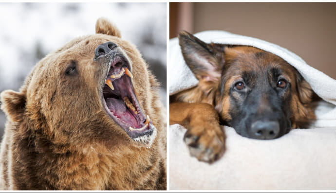 Медведь и немецкая овчарка