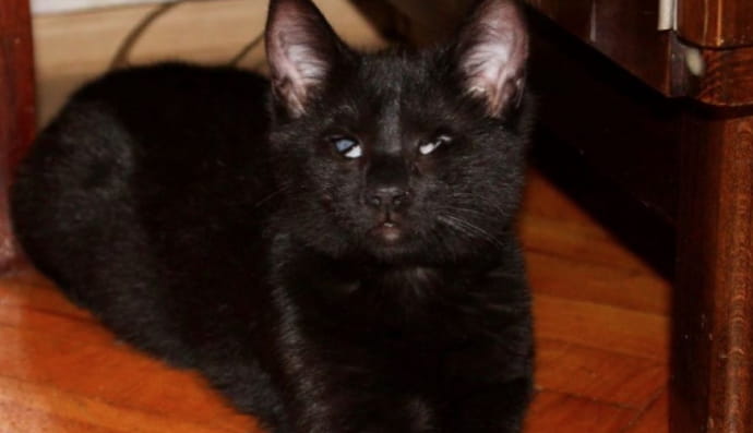 Незряча кицька шукає родину