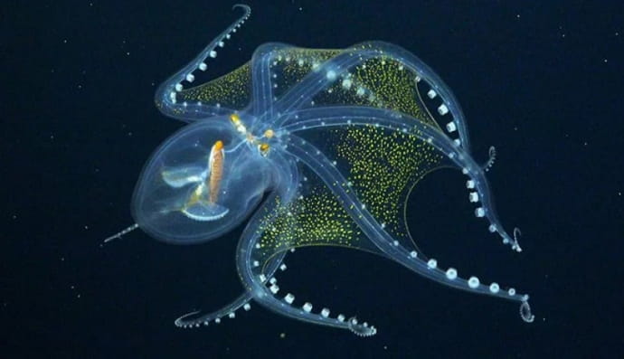 Vitreledonella richardi