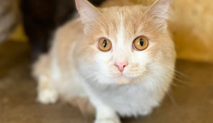 Кот Кольцово