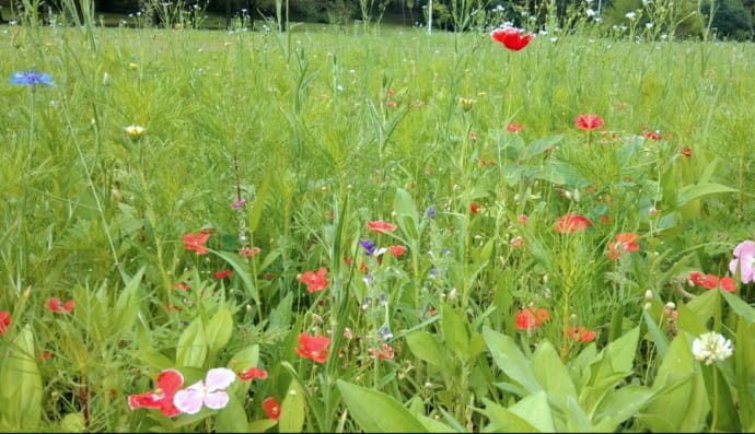 Мавританські газони
