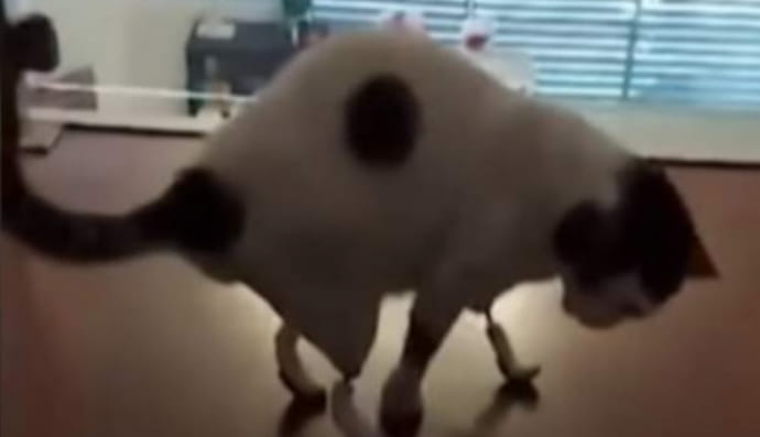 коту установили лапы-протезы, напечатанные на 3D-принтере