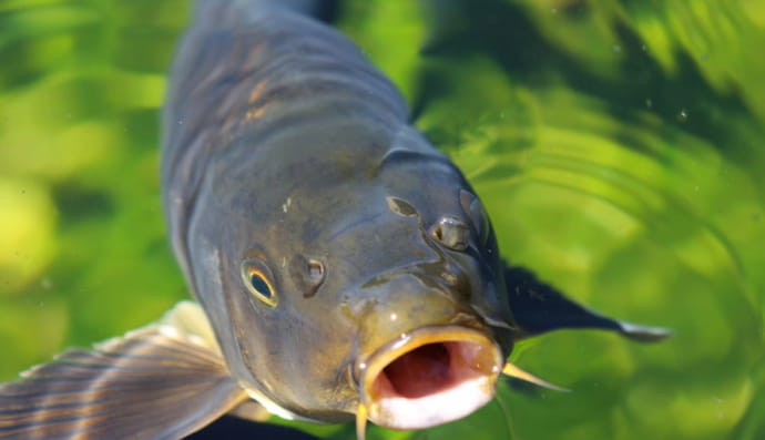 Азіатський короп (Агресивний короп)