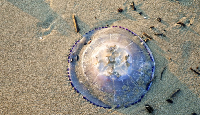 Медуза Rhizostoma pulmo