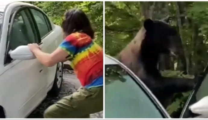 Ведмідь в автомобілі Джозефа Діла