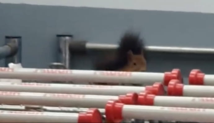 В Харькове белка забежала в супермаркет