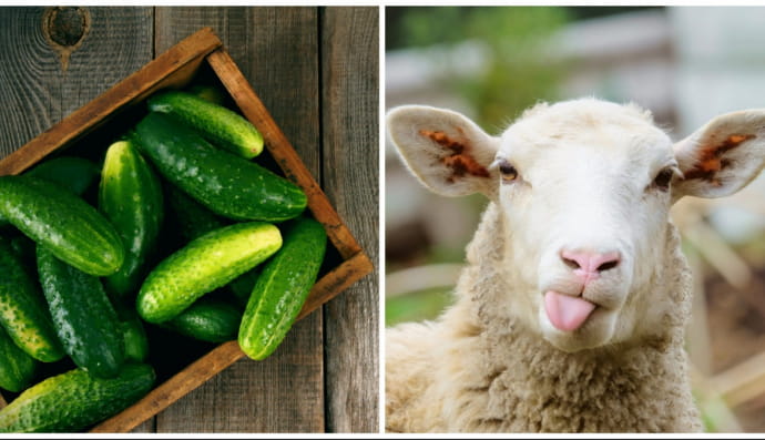 Огурцы и овца
