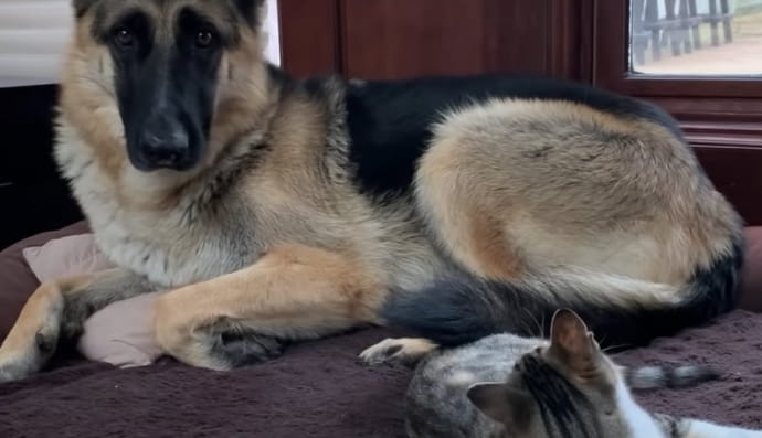 Вівчарка-домогосподарка