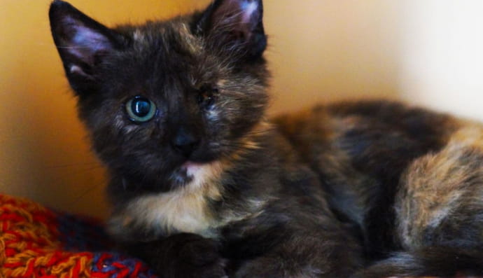 Котенок Муся ищет себе дом