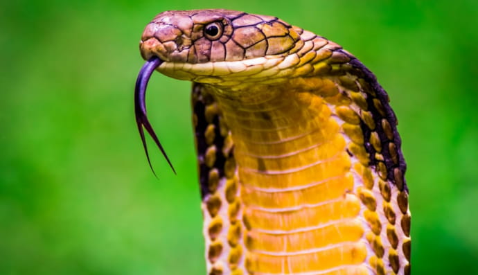 Королевская Кобра (Ophiophagus hannah)