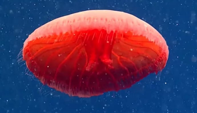Новый вид медуз