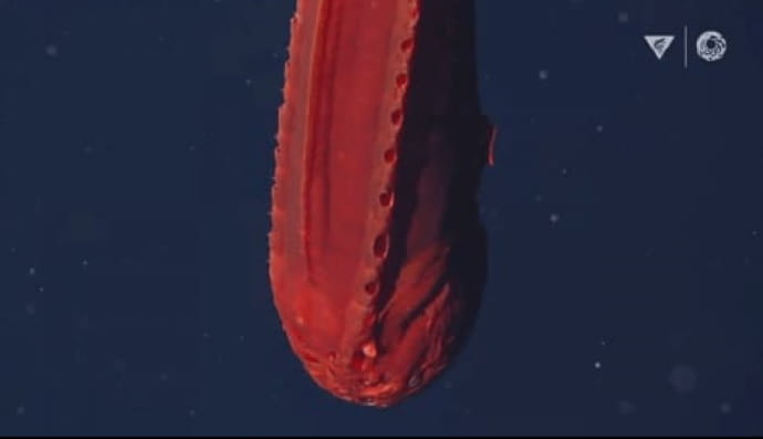 Яскраво-помаранчева самка риби-кита