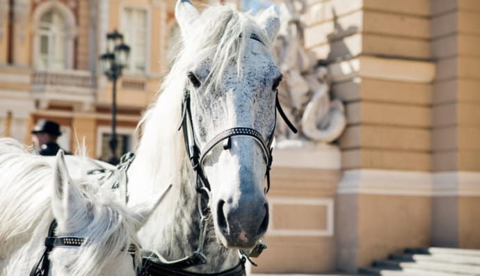 Білий кінь в Одесі