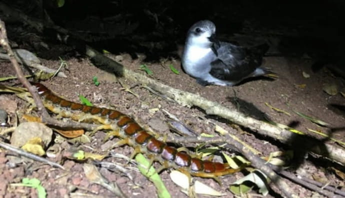 Огромная сколопендра охотится