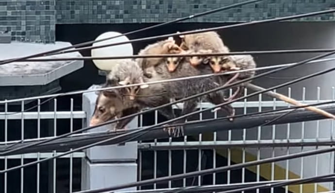 Cамка опосума зі своїми малятами