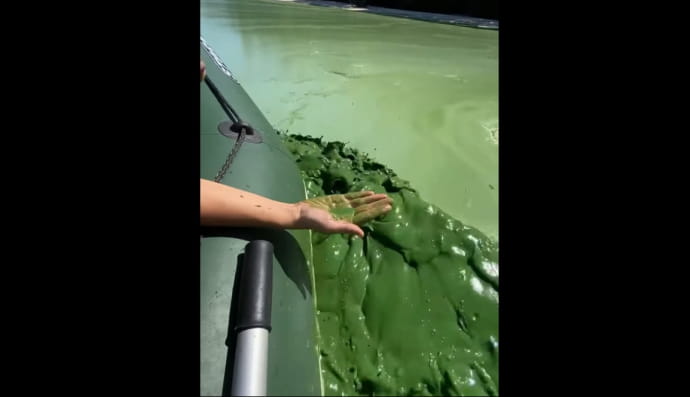 Зеленая вода в Днепре