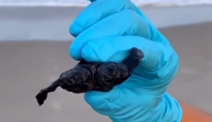 Черепашка с двумя головами 