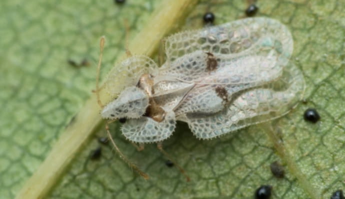 На Закарпатье появились американские клопы