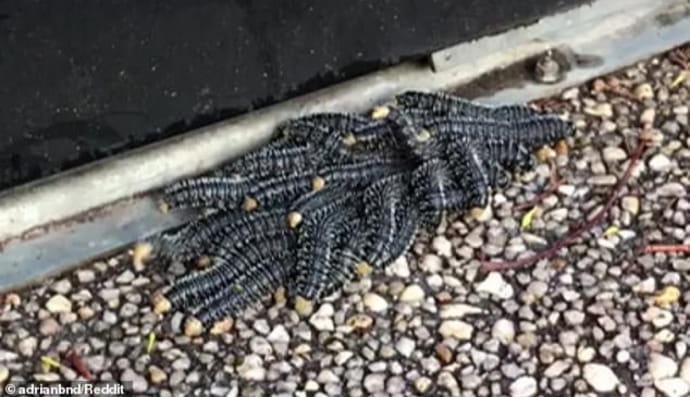 Чудернацькі створіння