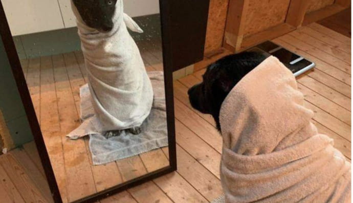 Домашні улюбленці, які настільки правдиво виконують драматичні ролі, що мали б зніматися у кіно