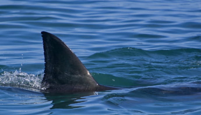 Плавець акули