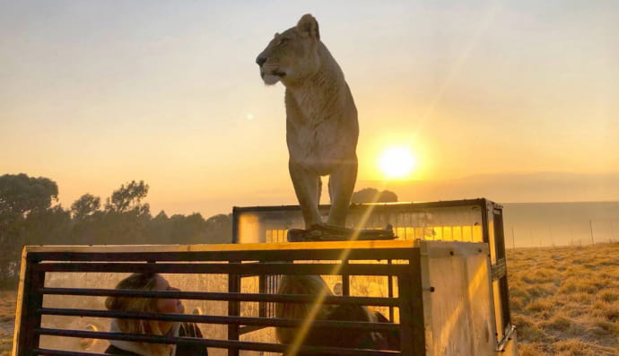 Леви у приватному заповіднику GG Conservation