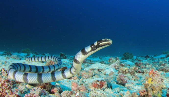 морська змія