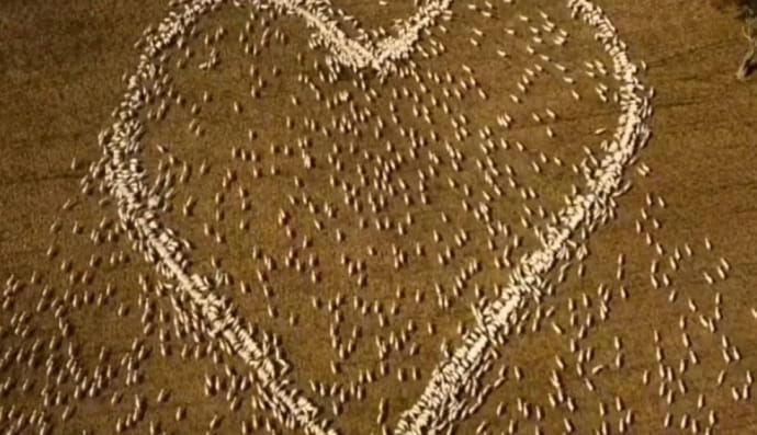 Отара овець у формі серця