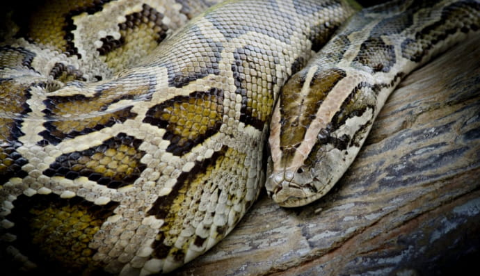 Бирманский питон