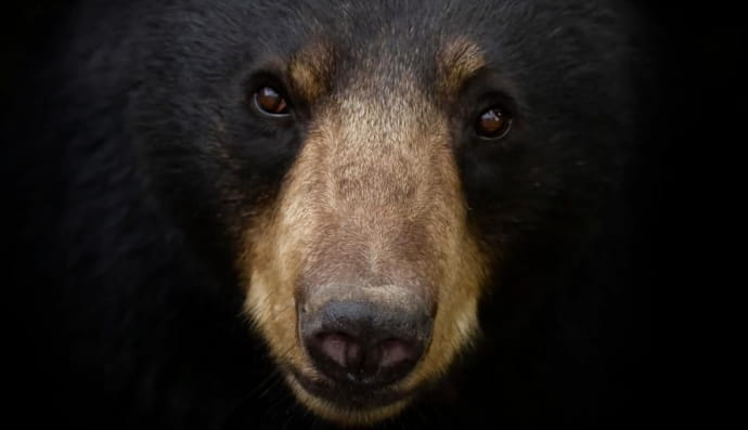 Чорний ведмідь 