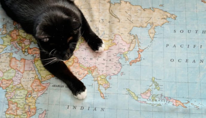 Кошка лежит на атласе