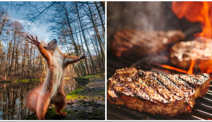 Білка та стейк