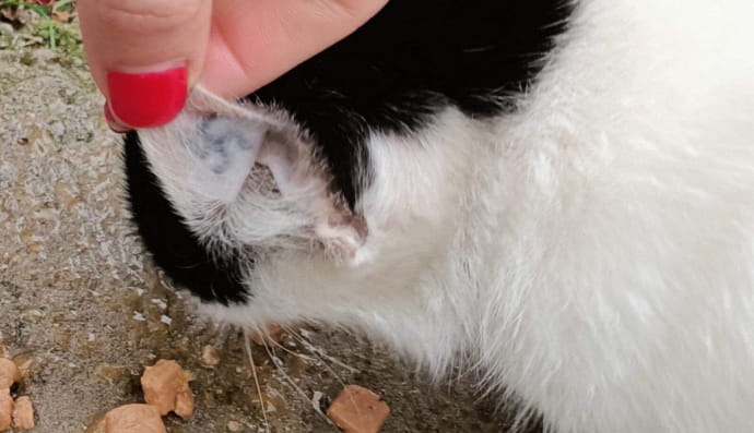 Кішка з тату та її дітки, яким потрібна вірна родина