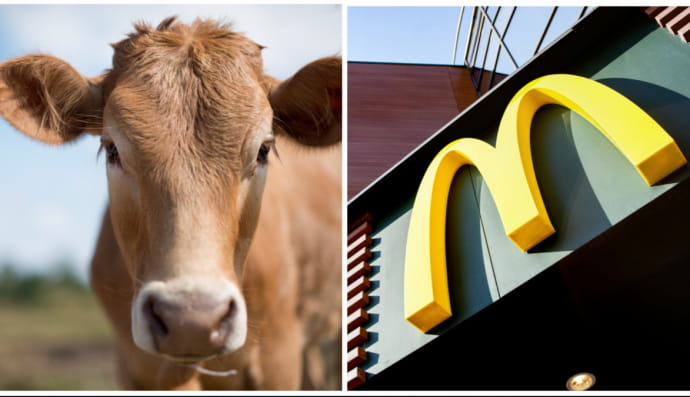 Корова та McDonald's