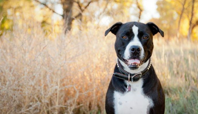 Американский питбультерьер