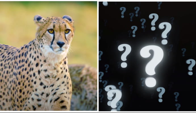 Гепард та знаки питання