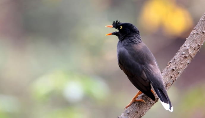 Jungle myna