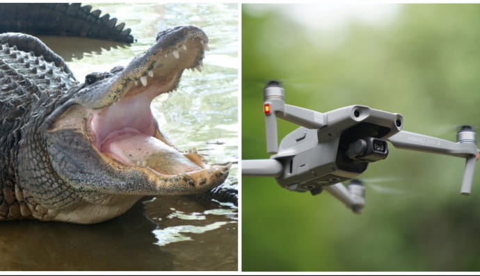 Алігатор і дрон