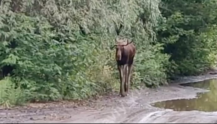 У Києві вулицею прогулявся лось