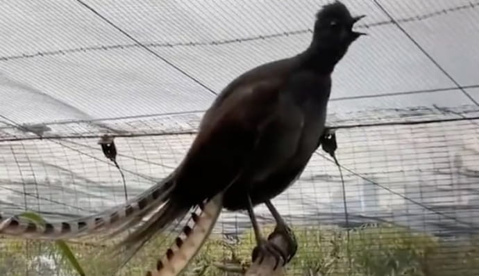 В Австралии птица научилась имитировать детский плач