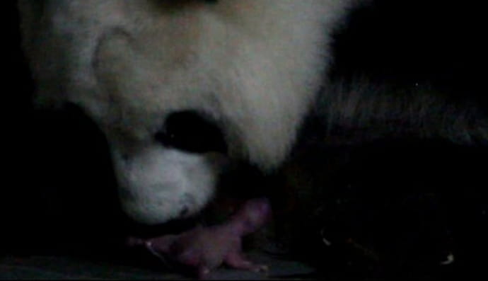 в Іспанії панда народила близнюків