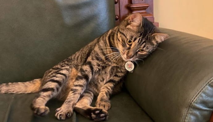 Котячий городской голова Львова