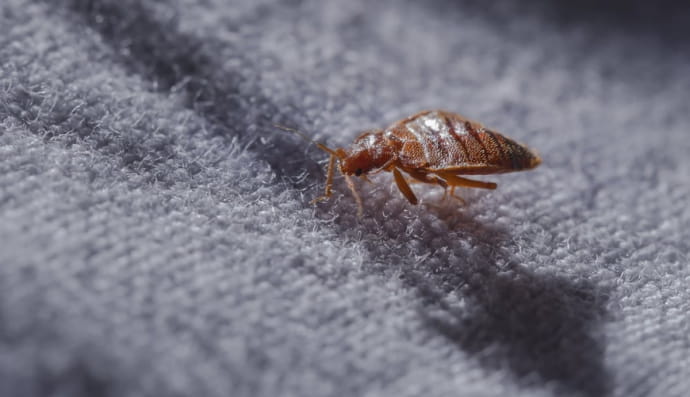 Клоп постільний