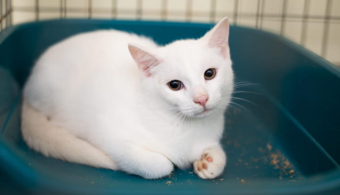 Біле кошеня